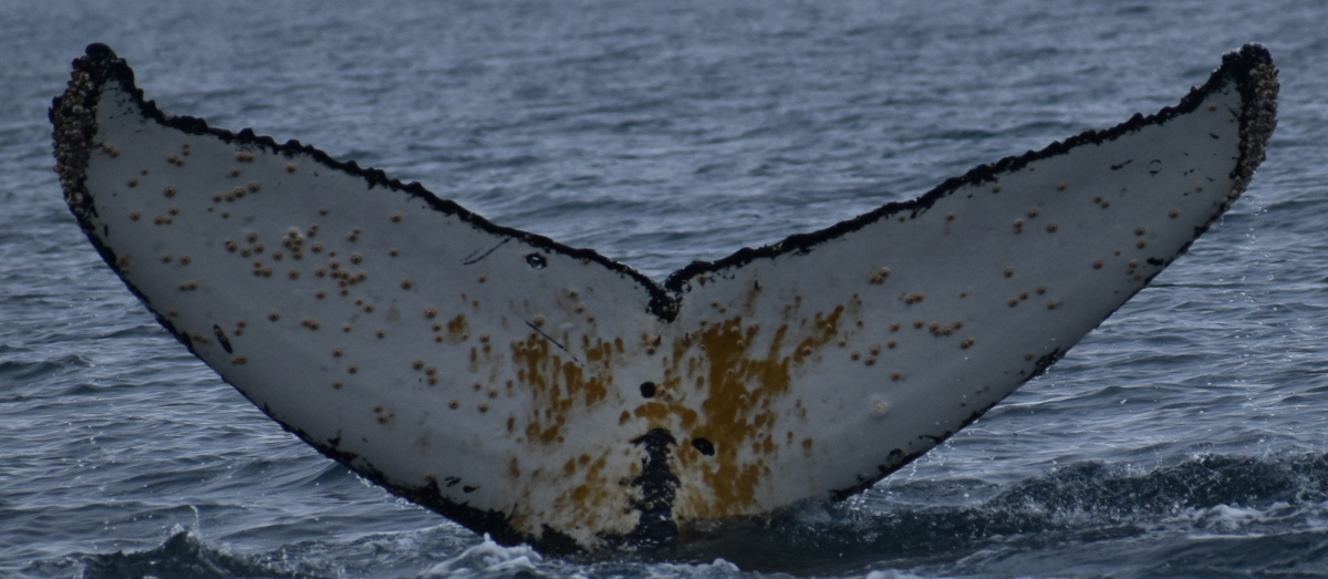 Fluke of HW-MN1305341