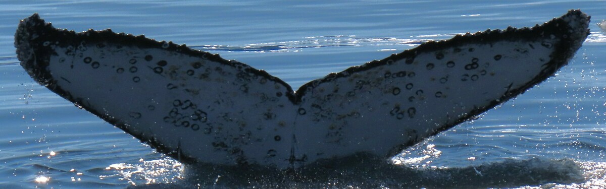 Fluke of HW-MN1305343