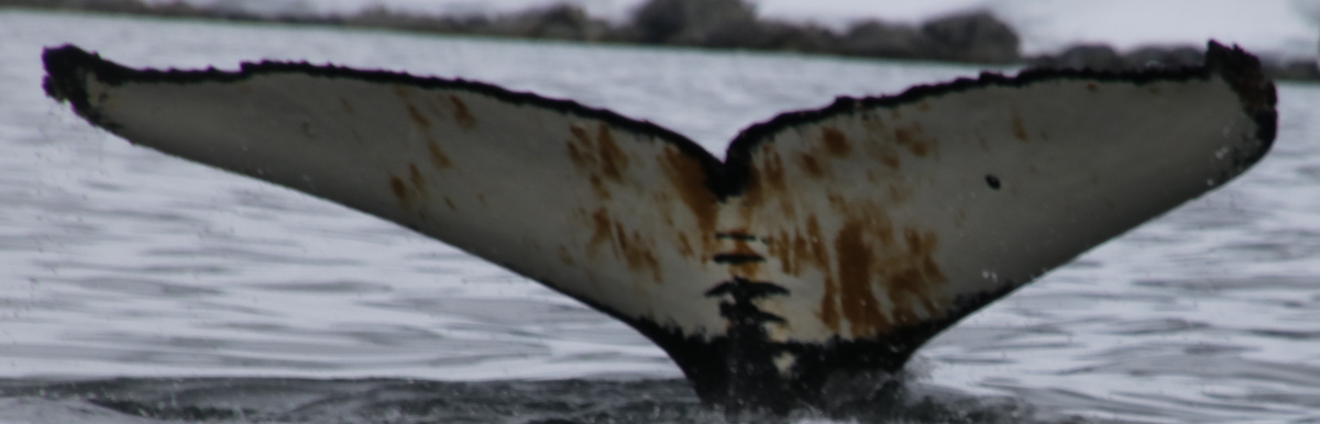 Fluke of HW-MN1305348