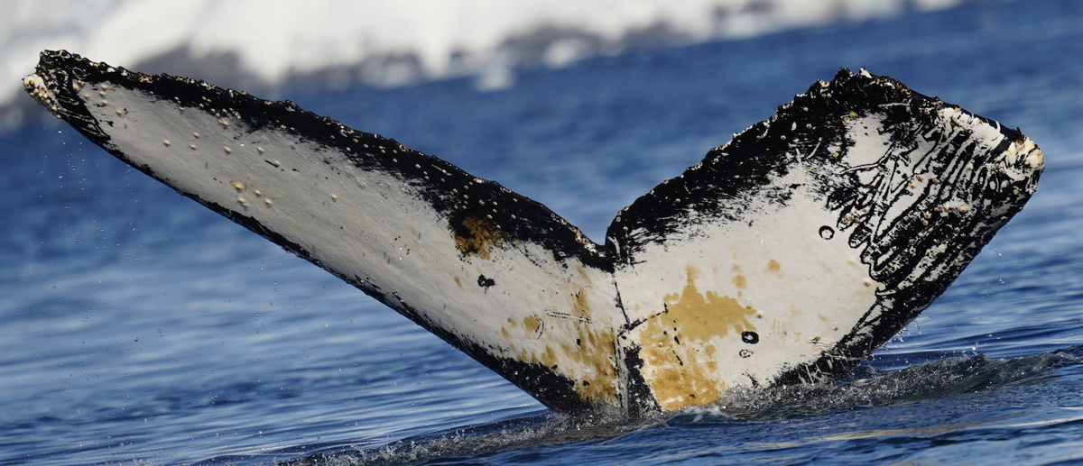 Fluke of HW-MN1305349