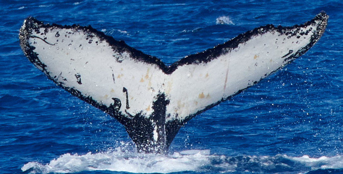 Fluke of HW-MN1305352