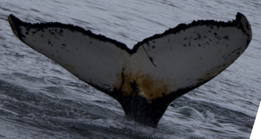 Fluke of HW-MN1305353