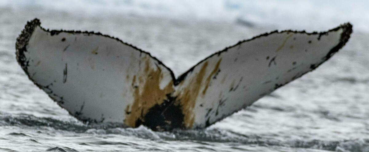 Fluke of HW-MN1305355