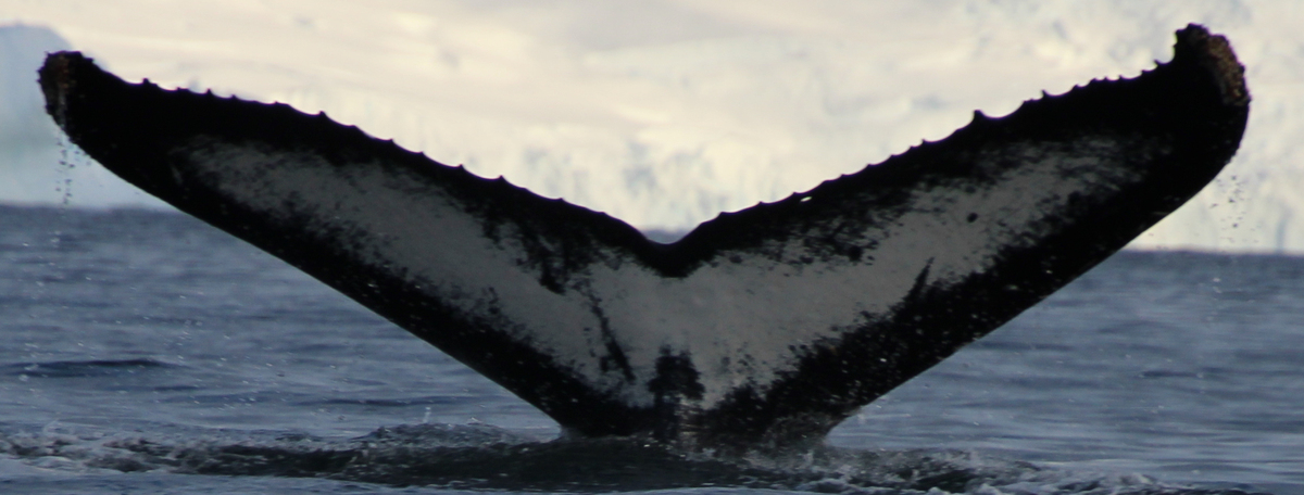 Fluke of HW-MN1305376