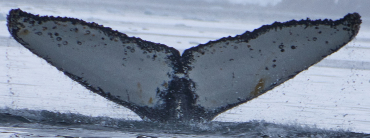 Fluke of HW-MN1305379
