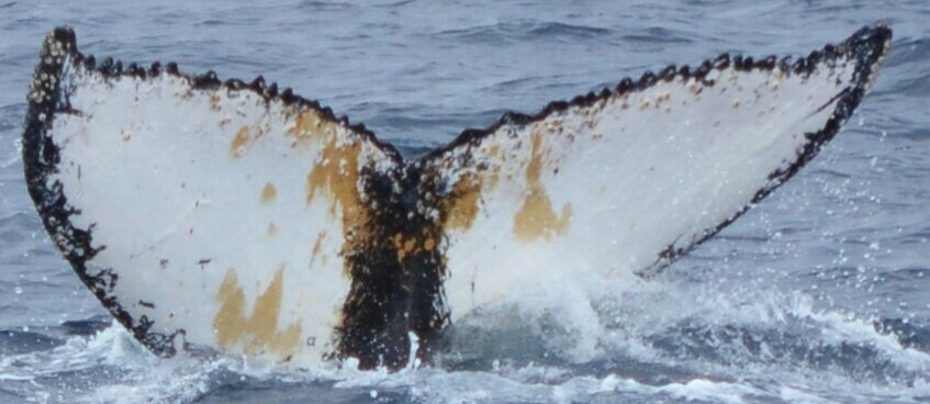 Fluke of HW-MN1305381