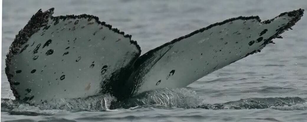 Fluke of HW-MN1305392