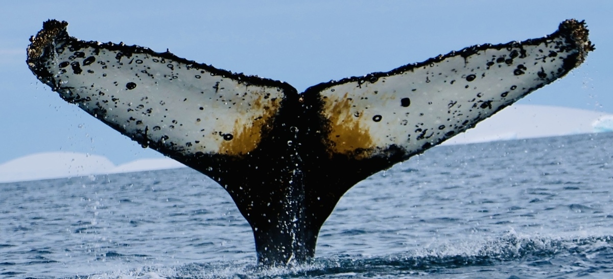 Fluke of HW-MN1305397
