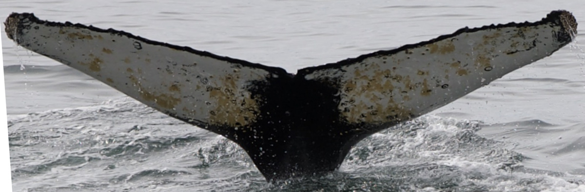 Fluke of HW-MN1305400