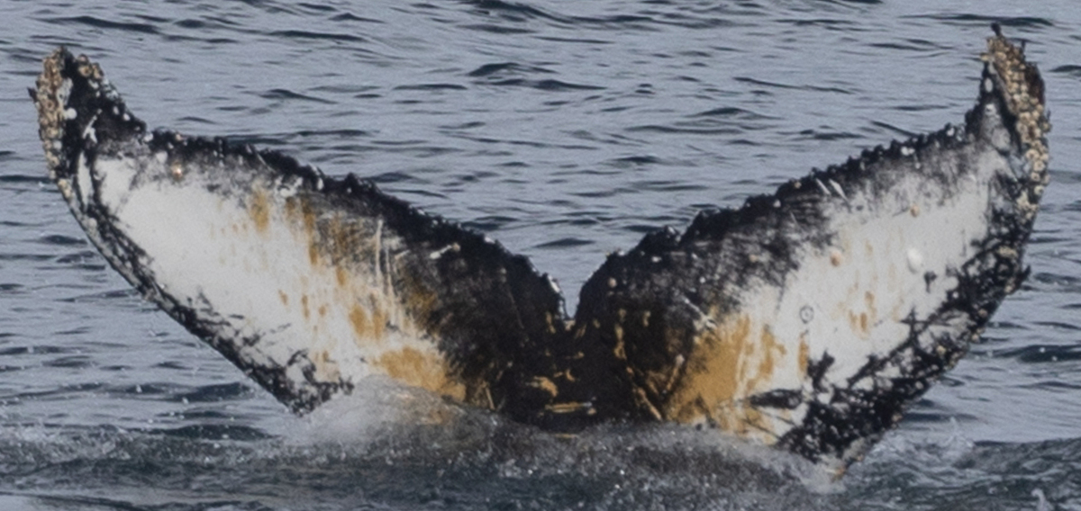 Fluke of HW-MN1305414