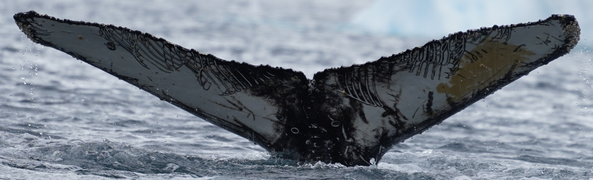 Fluke of Sky Jak (Antarctica)