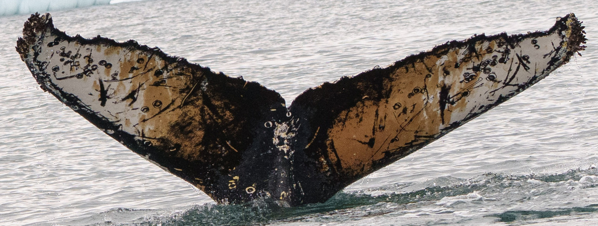 Fluke of HW-MN1305432