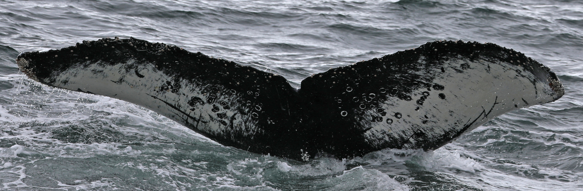 Fluke of HW-MN1305444