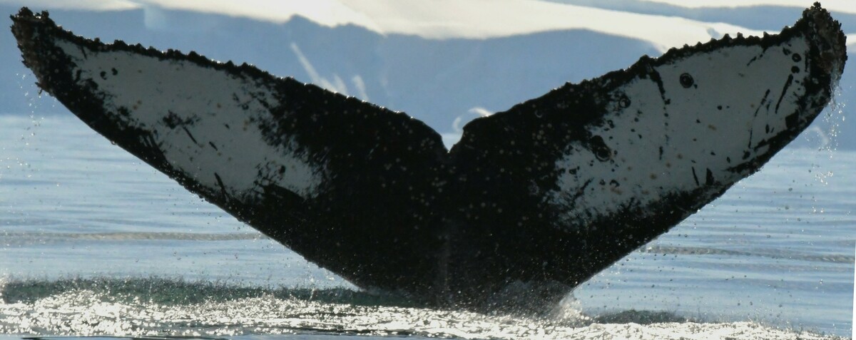 Fluke of HW-MN1305446