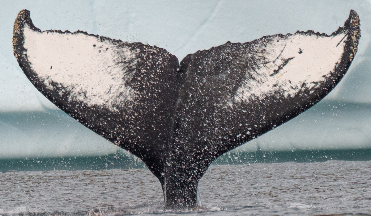 Fluke of HW-MN1305451