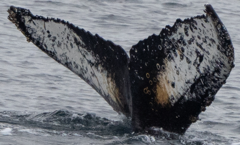 Fluke of HW-MN1305458