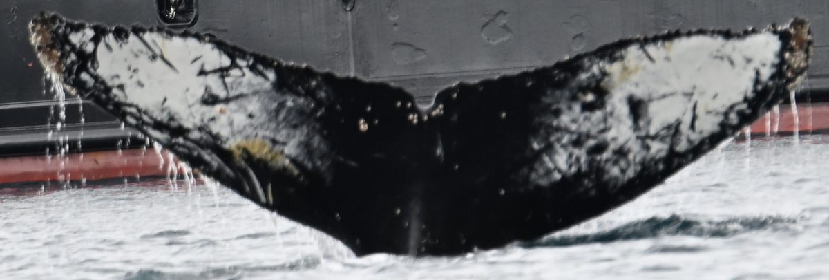 Fluke of HW-MN1305463
