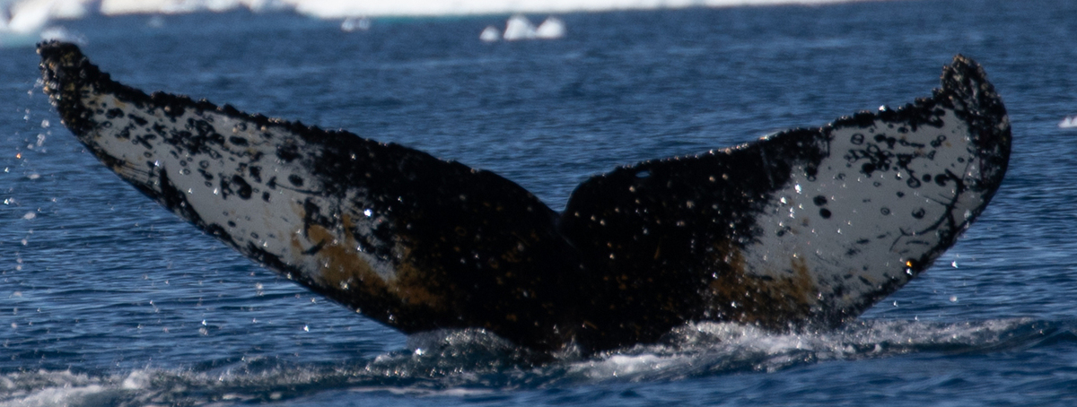 Fluke of HW-MN1305465