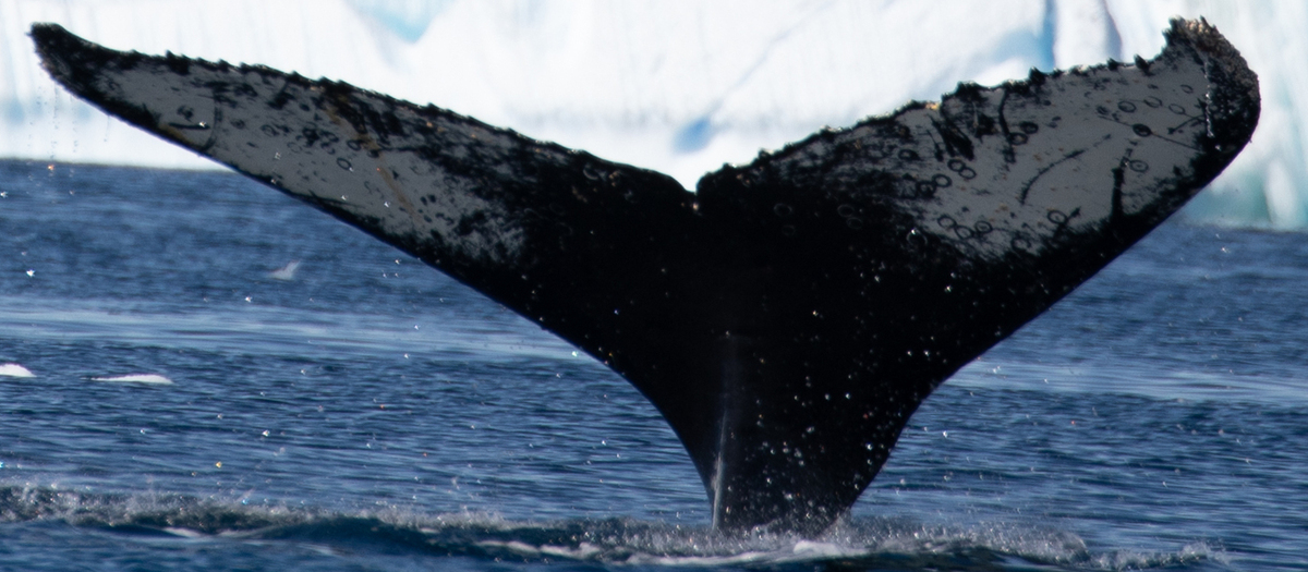 Fluke of HW-MN1305466