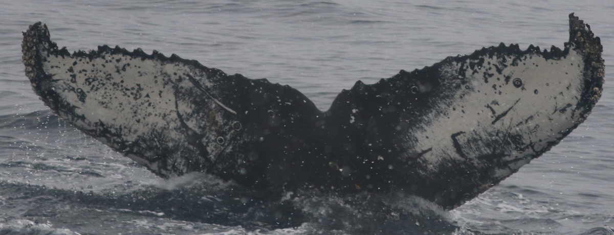 Fluke of HW-MN1305468