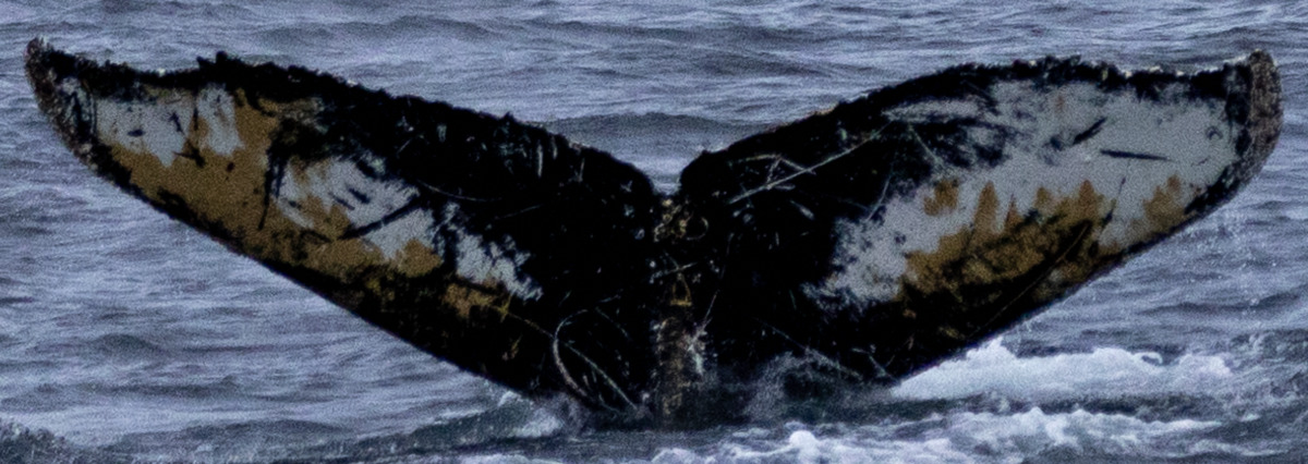 Fluke of HW-MN1305484