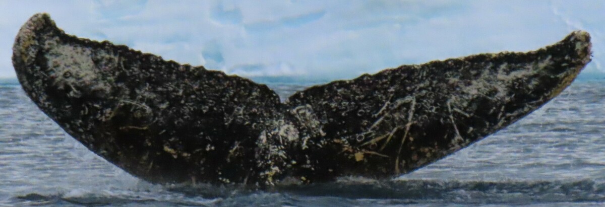 Fluke of HW-MN1305489