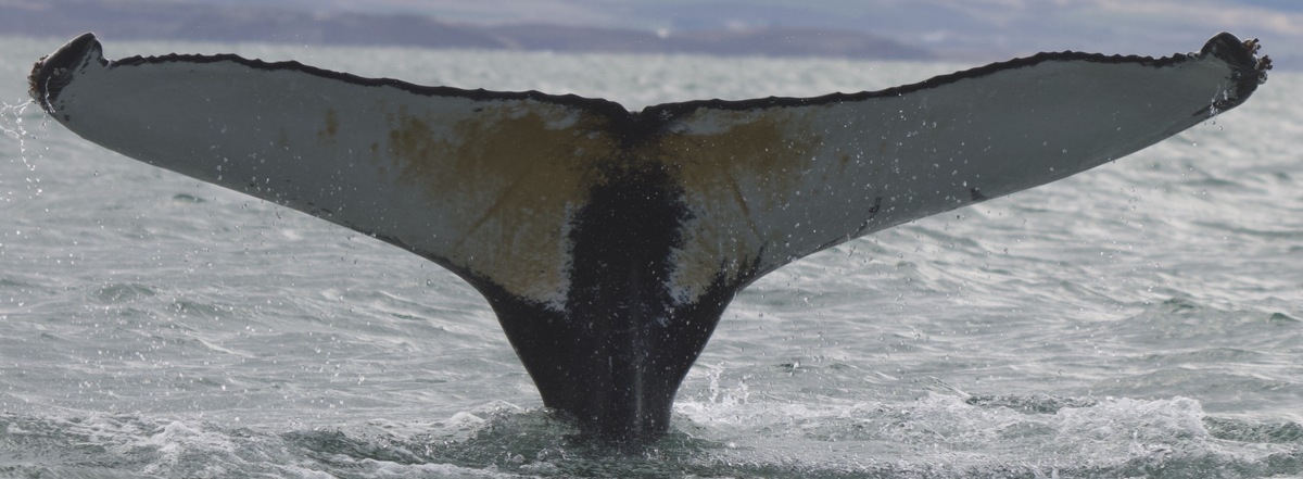 Fluke of HW-MN0103521