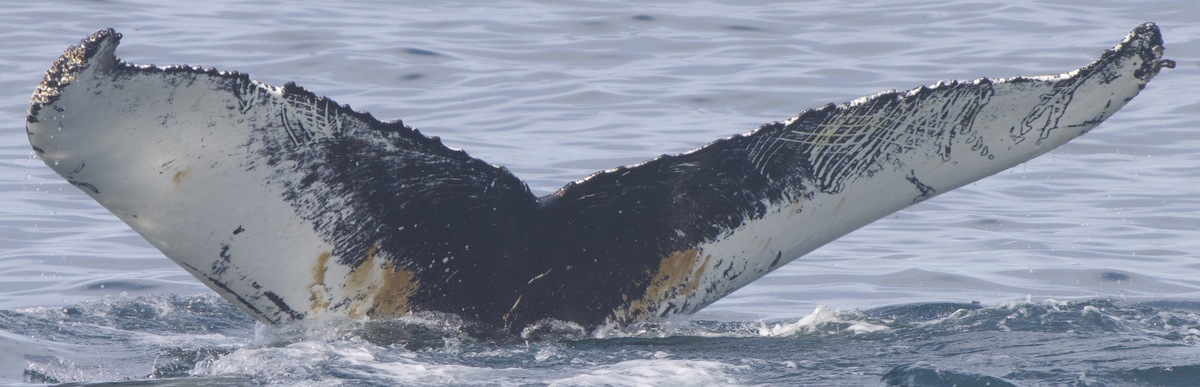 Fluke of Martin (Husavik)