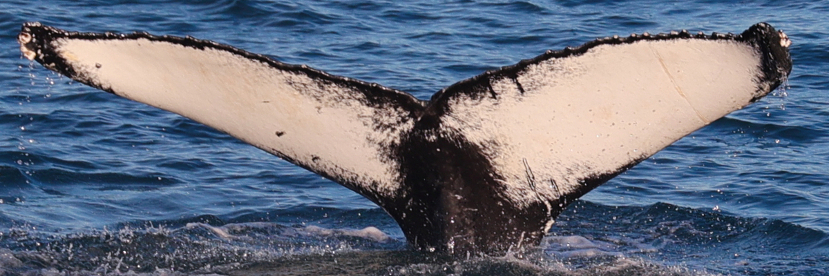 Fluke of HW-MN0103527