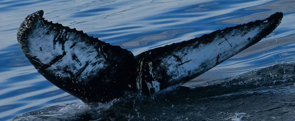 Fluke of Baxter (Husavik)