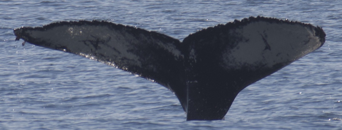Fluke of Hekla (Westfjords)