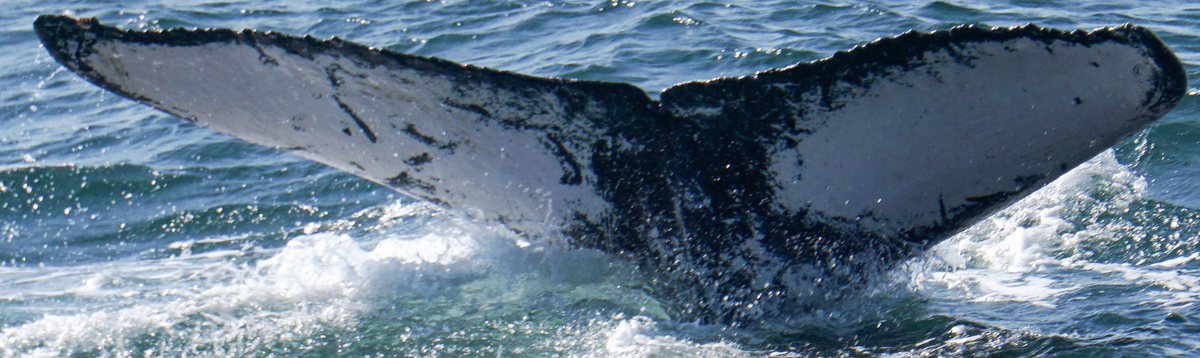Fluke of HW-MN1305544