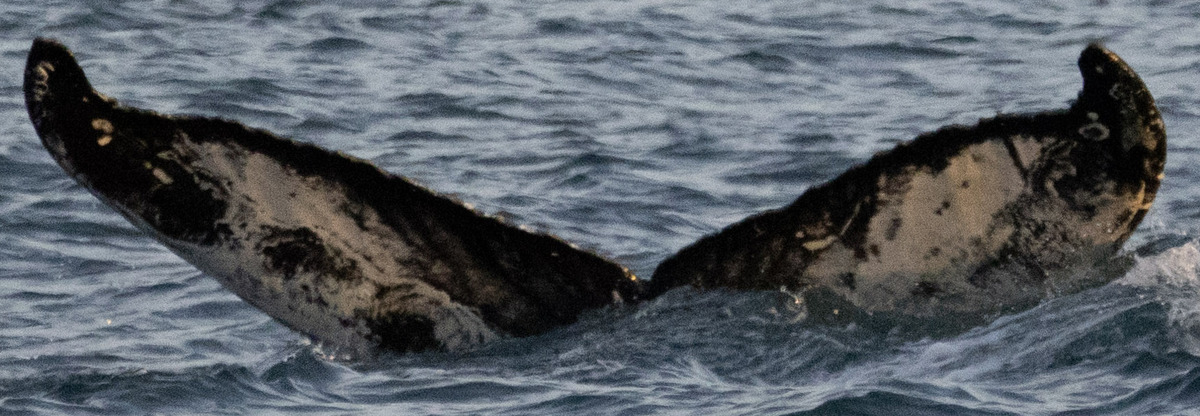 Fluke of HW-MN0200502