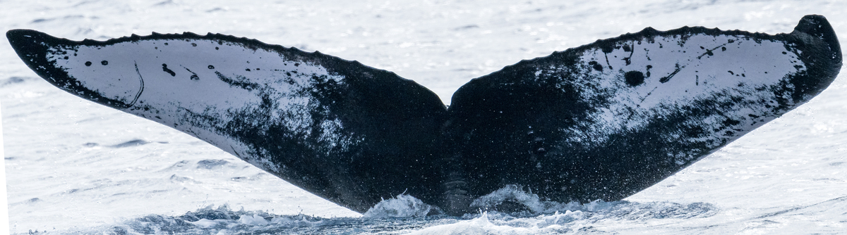Fluke of HW-MN0444488
