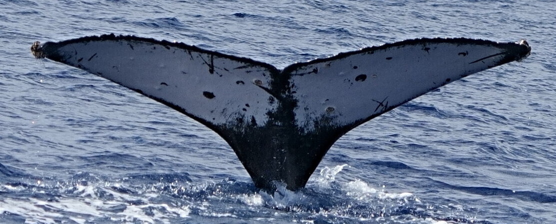 Fluke of HW-MN0444493