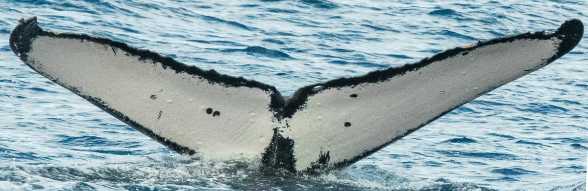 Fluke of HW-MN0444494