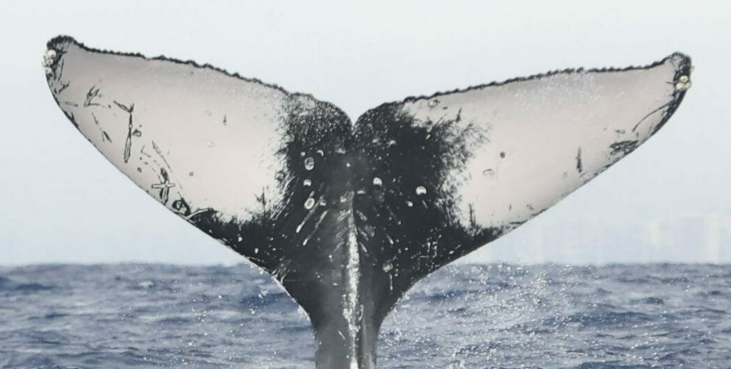 Fluke of HW-MN0444501