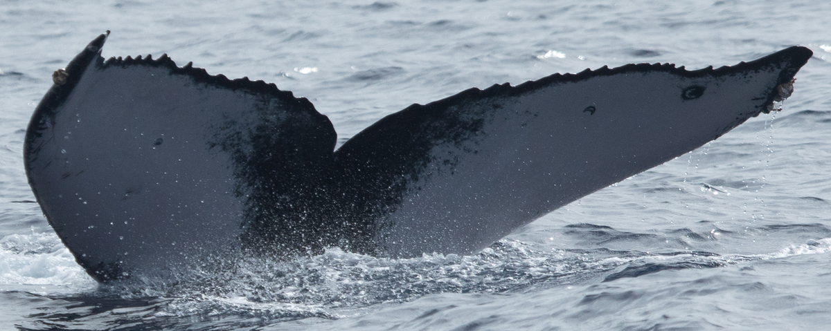 Fluke of HW-MN0444502