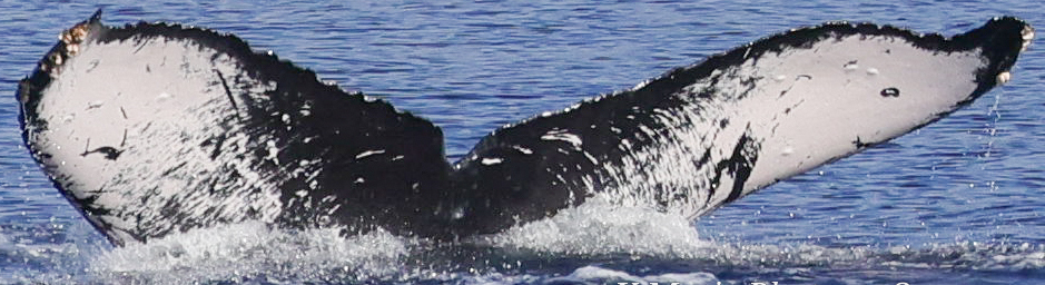 Fluke of HW-MN0444503