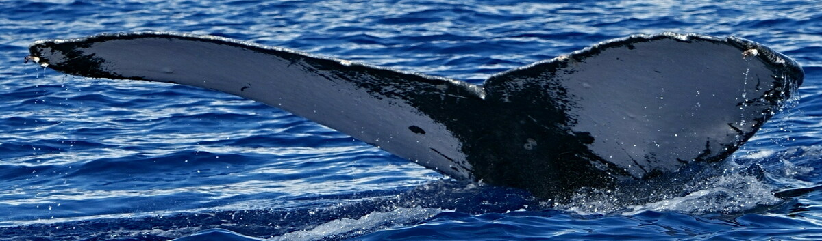 Fluke of HW-MN0444504