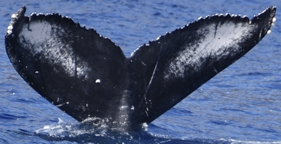 Fluke of HW-MN0444509