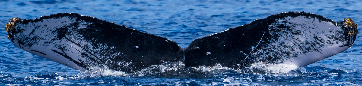 Fluke of HW-MN0444512