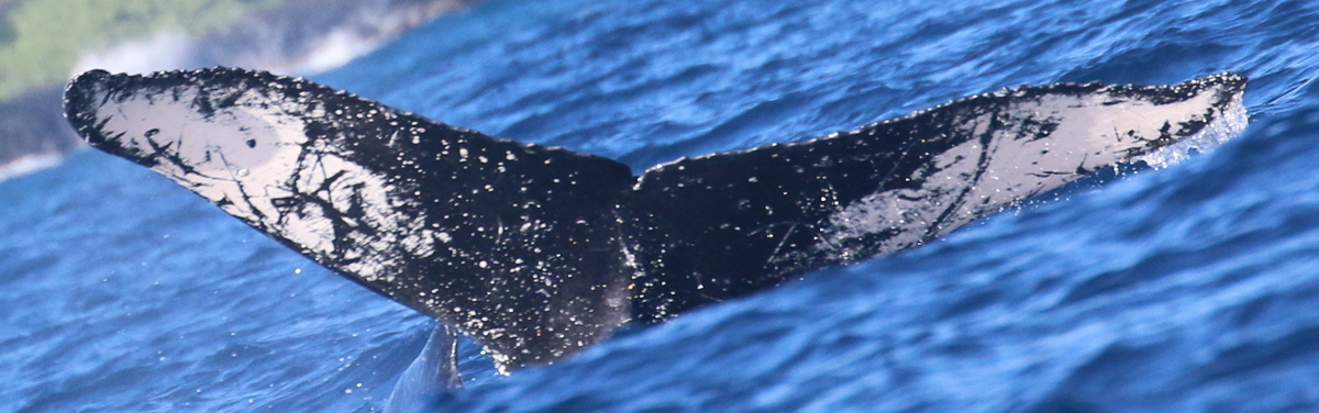 Fluke of HW-MN0444514
