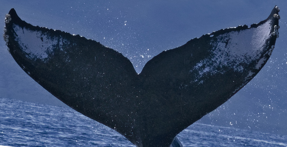 Fluke of HW-MN0444517
