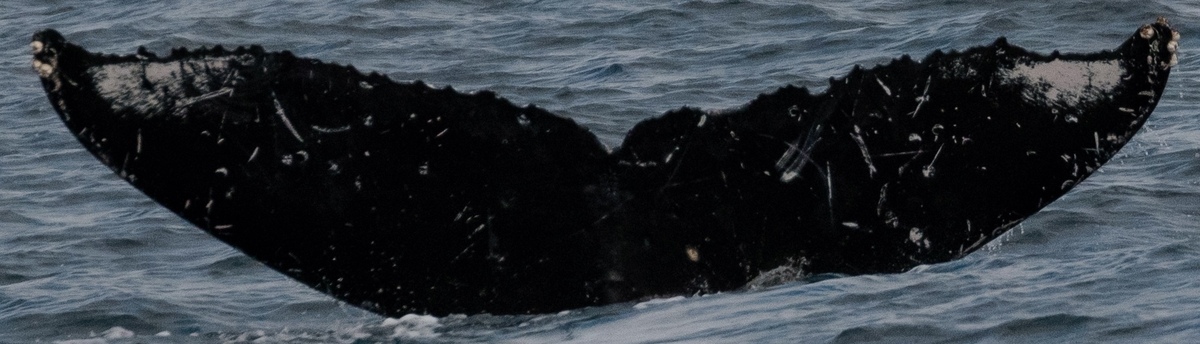 Fluke of HW-MN0444521