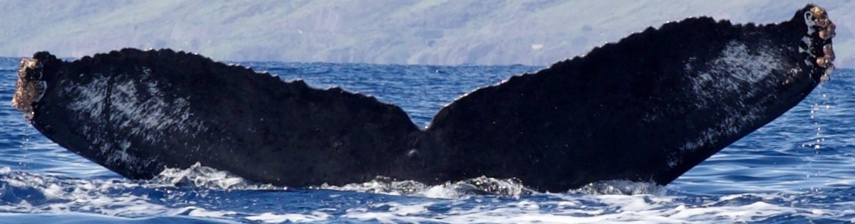 Fluke of HW-MN0444524