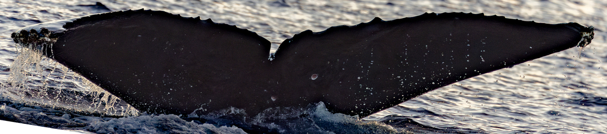 Fluke of HW-MN0444532