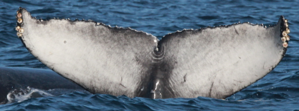 Fluke of CRC-21869