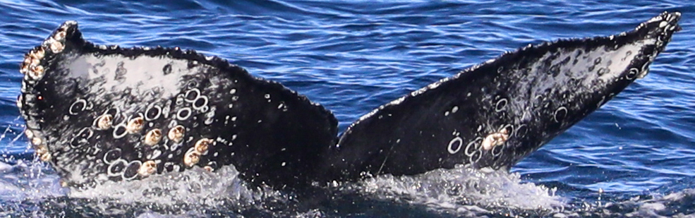 Fluke of CRC-21875