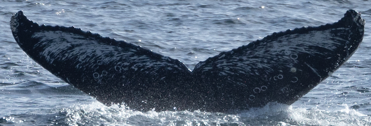 Fluke of CRC-21876